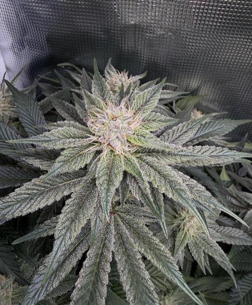 Trop cherry Mainlined ( indoor ). Week 12