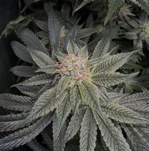 Trop cherry Mainlined ( indoor ). Week 12