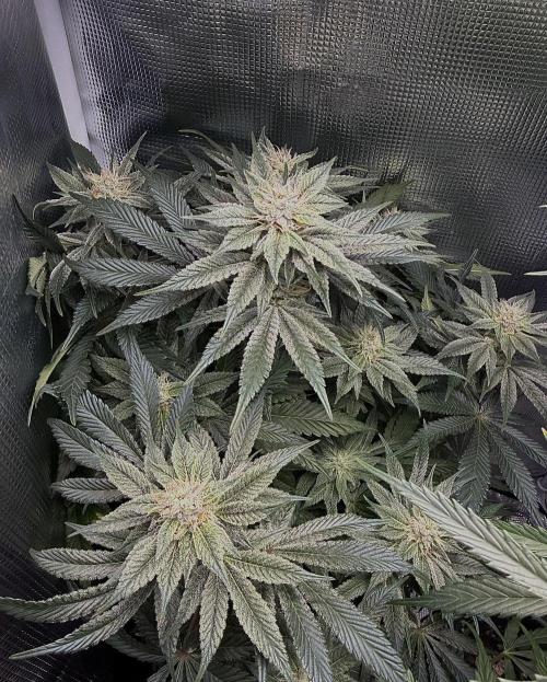 Trop cherry Mainlined ( indoor ). Week 12