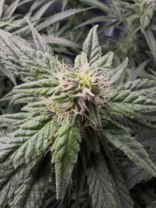 Critical mass by zamnesia. Week 12