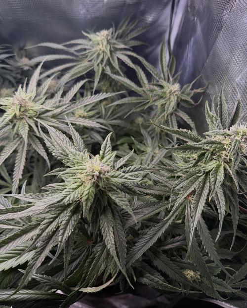Critical mass by zamnesia. Week 12