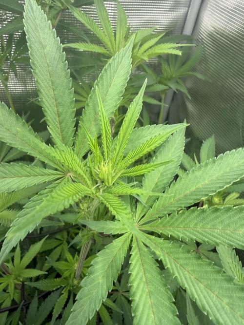 Black diamond ( Zamnesia ). Week 12