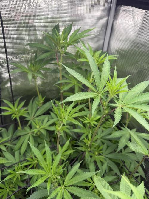 Black diamond ( Zamnesia ). Week 12