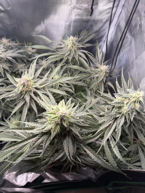 Critical mass by zamnesia. Week 13