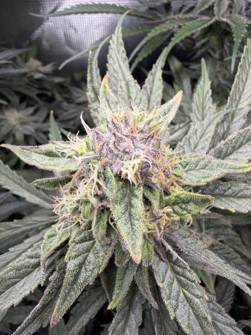 Critical mass by zamnesia. Week 13