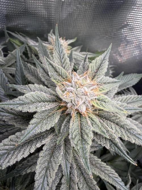 Trop cherry Mainlined ( indoor ). Week 13