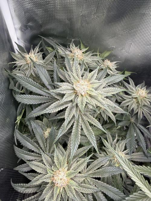 Trop cherry Mainlined ( indoor ). Week 13