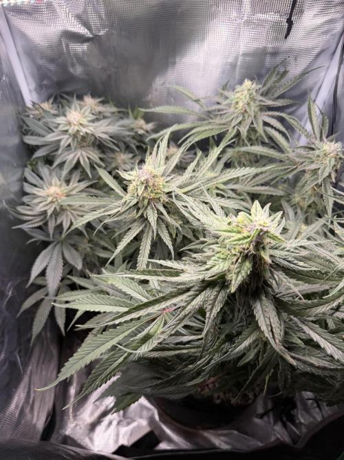 Trop cherry Mainlined ( indoor ). Week 13