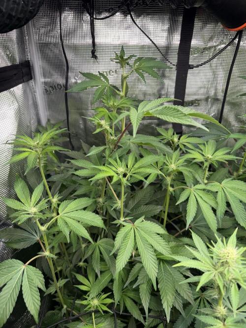 LSD 3x3. Week 13