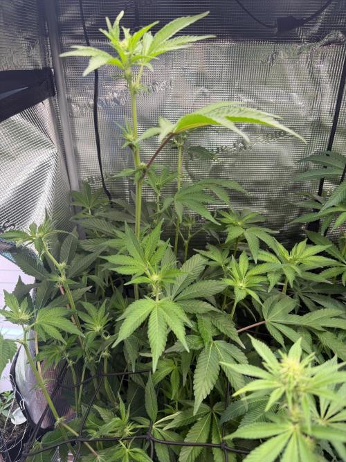 LSD 3x3. Week 13