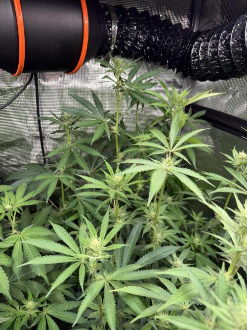 Black diamond ( Zamnesia ). Week 13