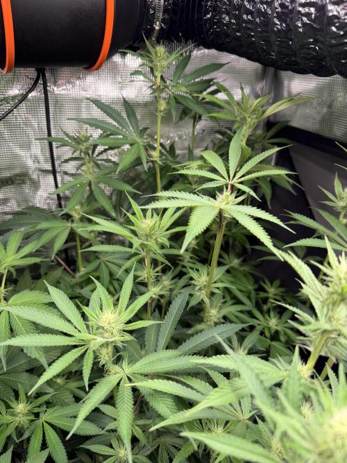Black diamond ( Zamnesia ). Week 13