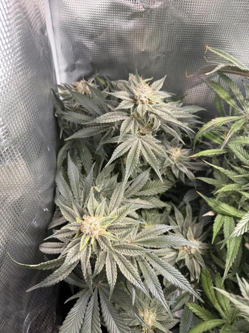 Trop cherry Mainlined ( indoor ). Week 14