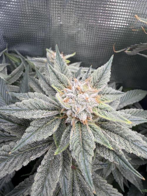 Trop cherry Mainlined ( indoor ). Week 14