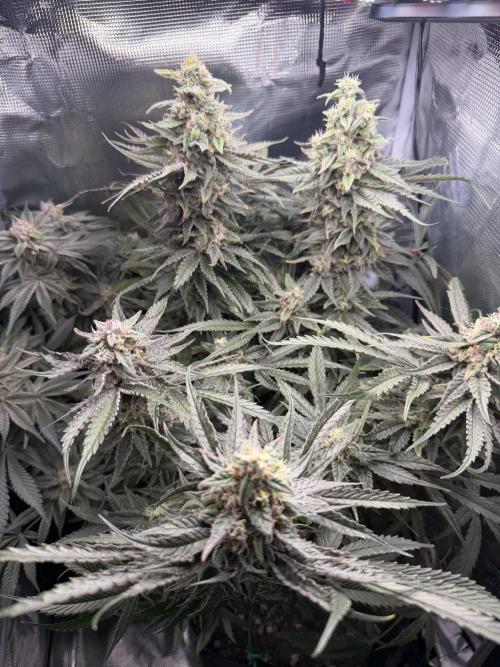 Critical mass by zamnesia. Week 14