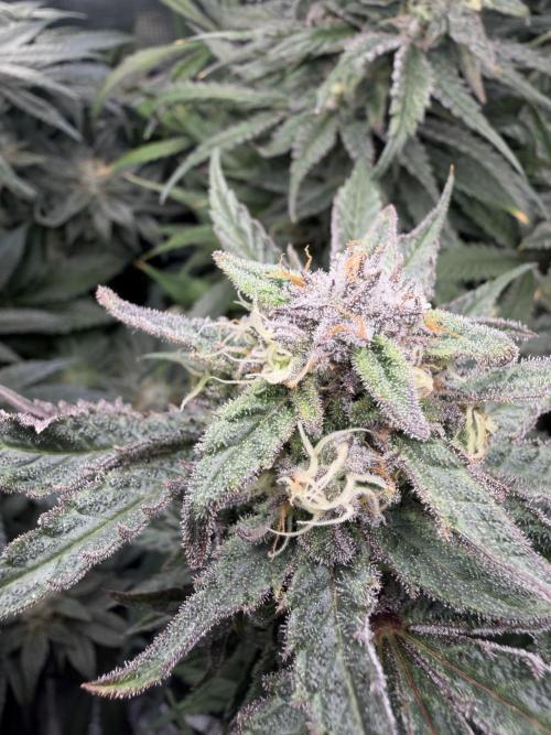 Critical mass by zamnesia. Week 14