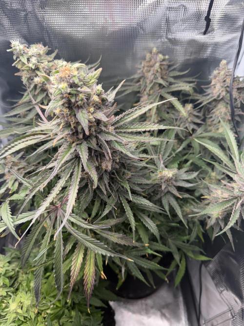 Critical mass by zamnesia. Week 16