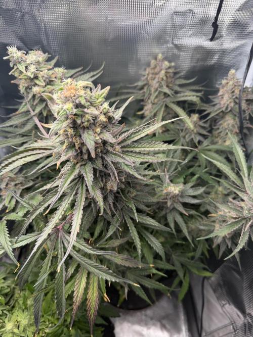 Critical mass by zamnesia. Week 16