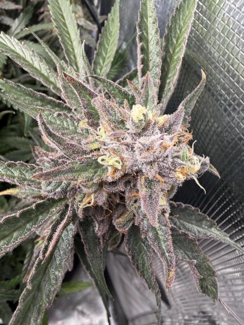 Critical mass by zamnesia. Week 16