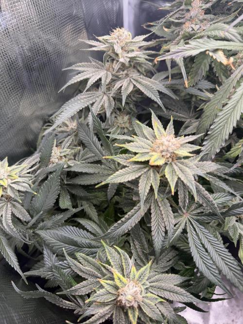 Trop cherry Mainlined ( indoor ). Week 16