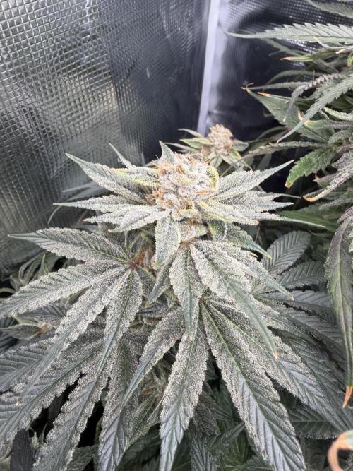 Trop cherry Mainlined ( indoor ). Week 16