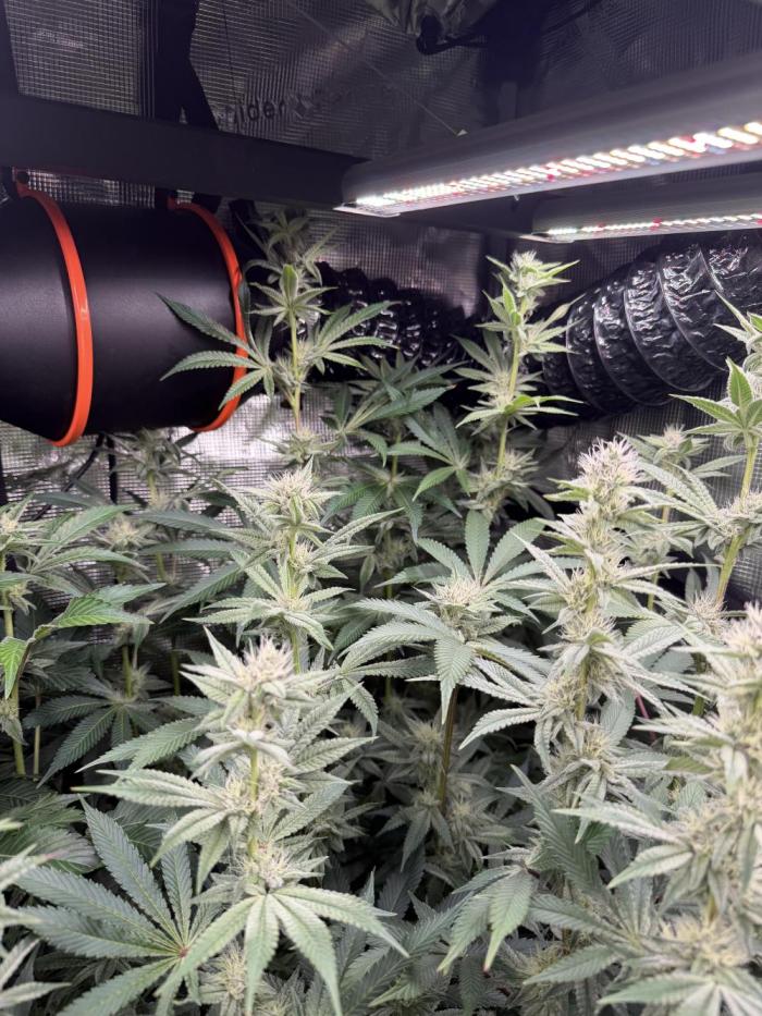 Black diamond ( Zamnesia ). Week 14