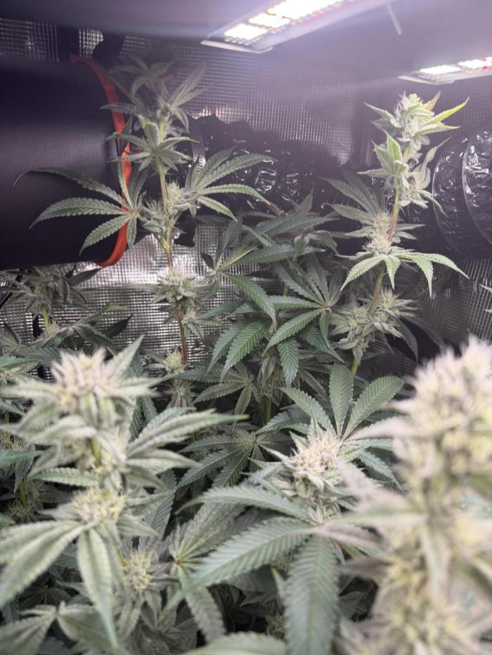 Black diamond ( Zamnesia ). Week 15