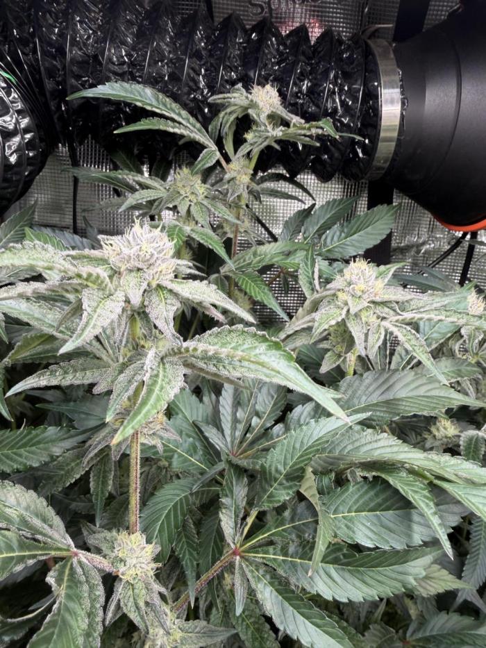 LSD 3x3. Week 15