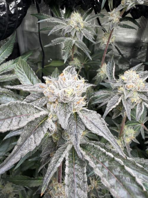 LSD 3x3. Week 16