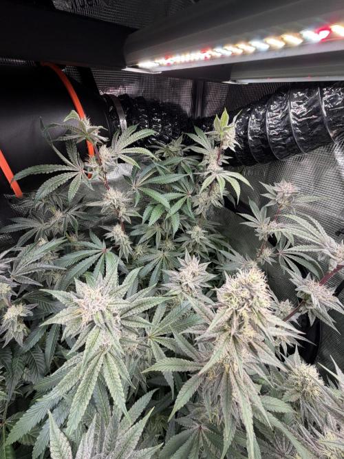 Black diamond ( Zamnesia ). Week 16