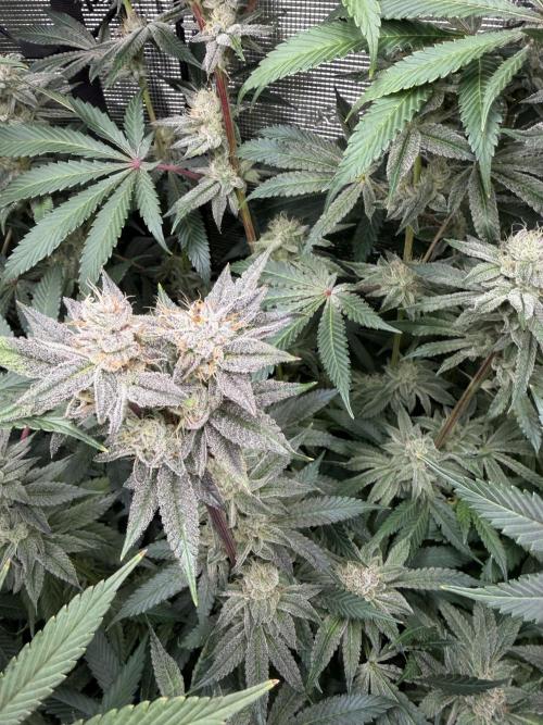 Black diamond ( Zamnesia ). Week 16
