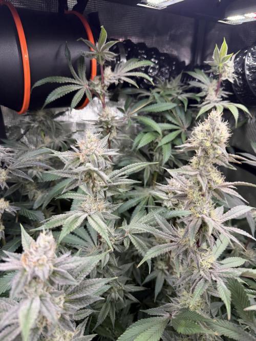 Black diamond ( Zamnesia ). Week 16