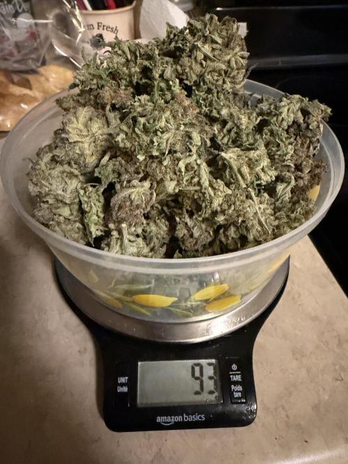 Critical mass by zamnesia. Week 17