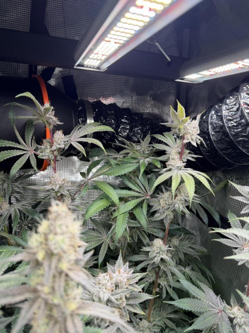 Black diamond ( Zamnesia ). Week 17