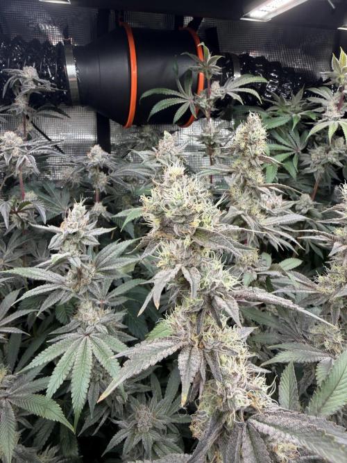 Black diamond ( Zamnesia ). Week 17