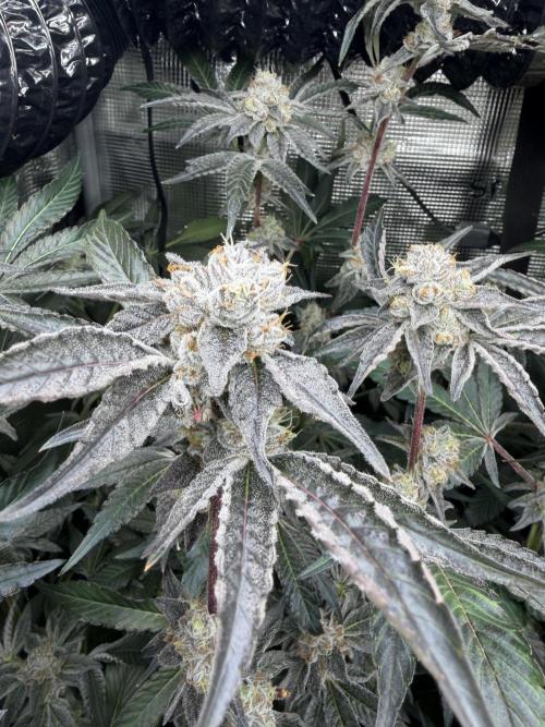 LSD 3x3. Week 17