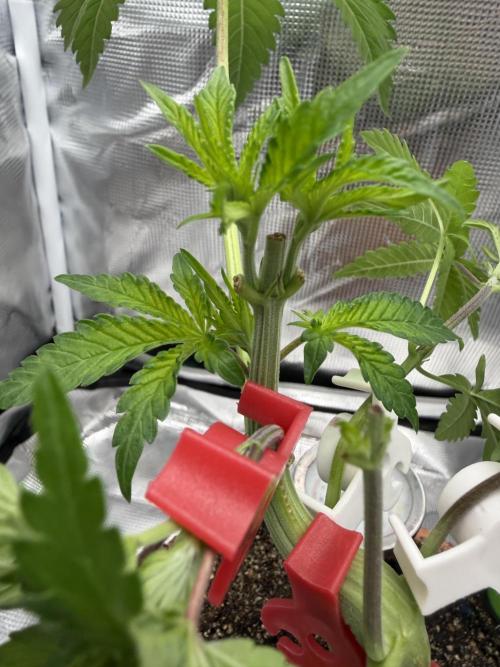 Alien OG. Week 5
