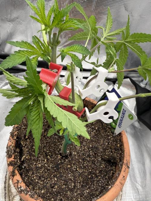 Alien OG. Week 5