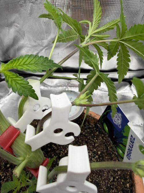 Alien OG. Week 5