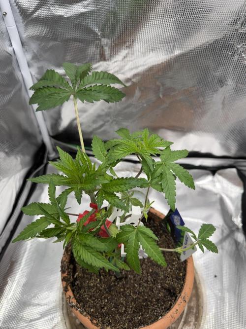 Alien OG. Week 5