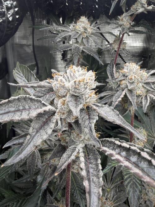 LSD 3x3. Week 18