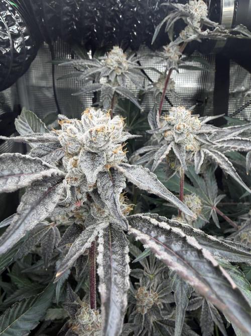 LSD 3x3. Week 18