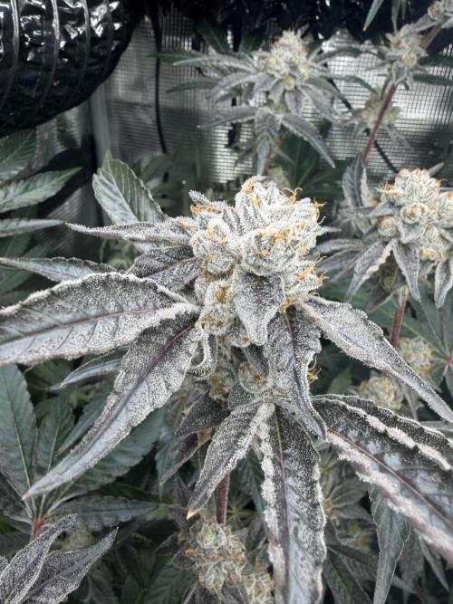 LSD 3x3. Week 18
