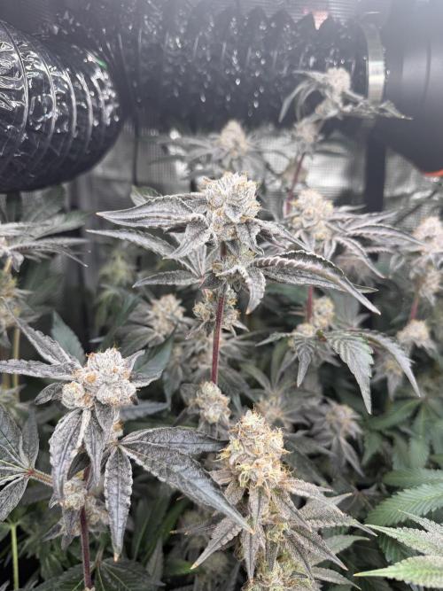 LSD 3x3. Week 18