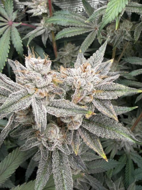 Black diamond ( Zamnesia ). Week 18