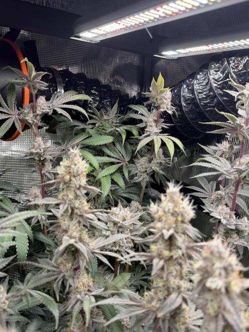 Black diamond ( Zamnesia ). Week 18