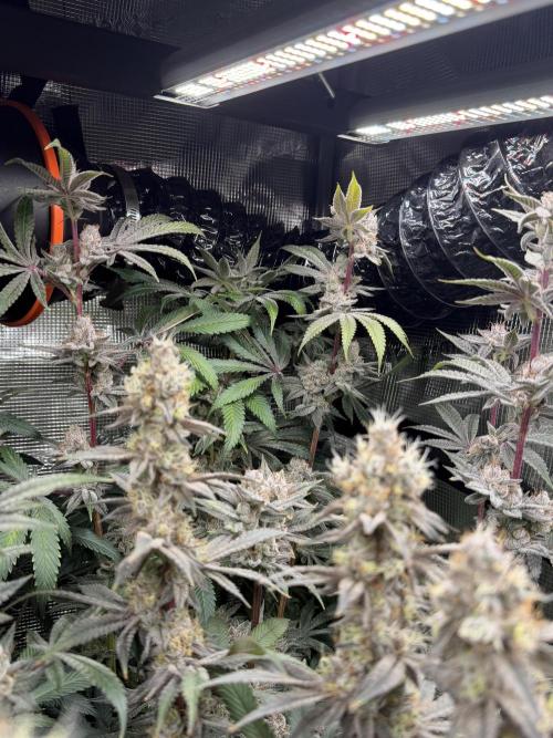 Black diamond ( Zamnesia ). Week 18