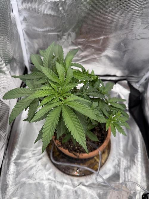 Alien OG. Week 6