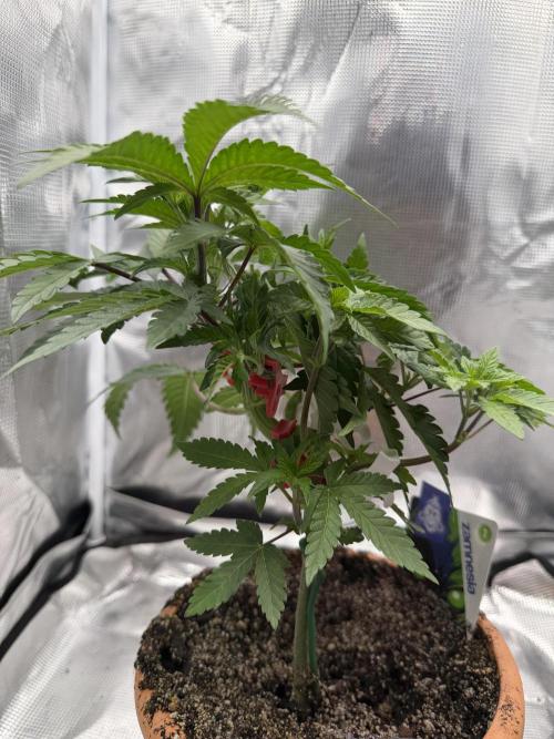 Alien OG. Week 6