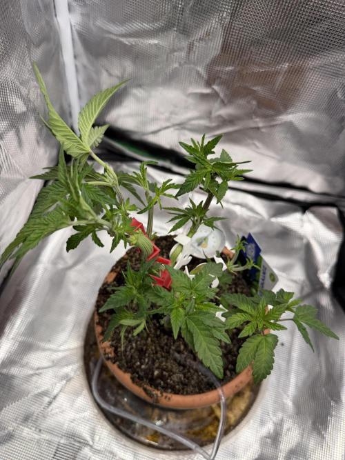 Alien OG. Week 6